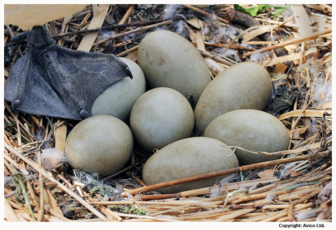 Mute-Swan-eggs-2.jpg