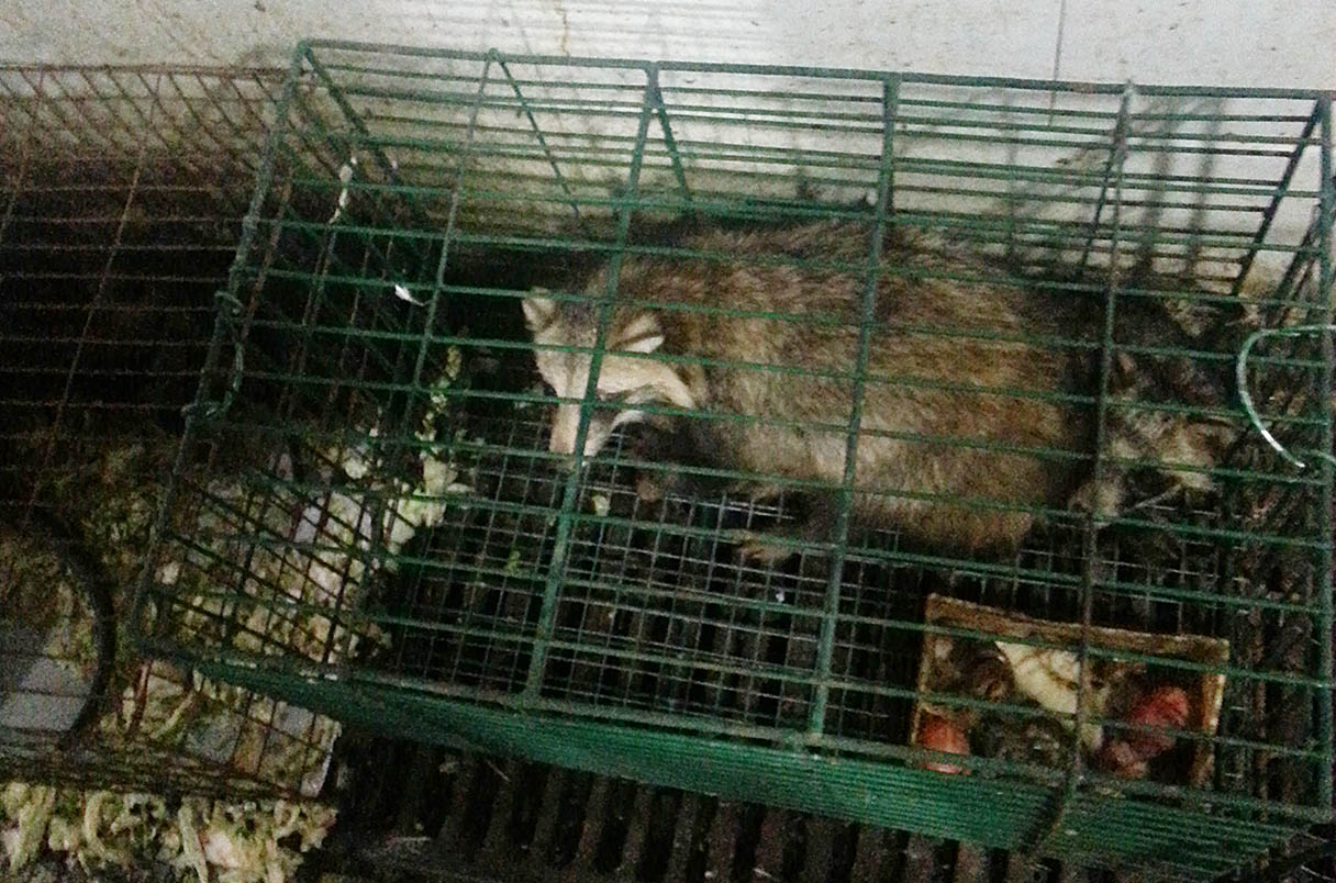 A caged raccoon dog